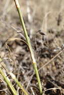 صورة Dianthus monadelphus subsp. pallens (Smith) Greuter & Burdet