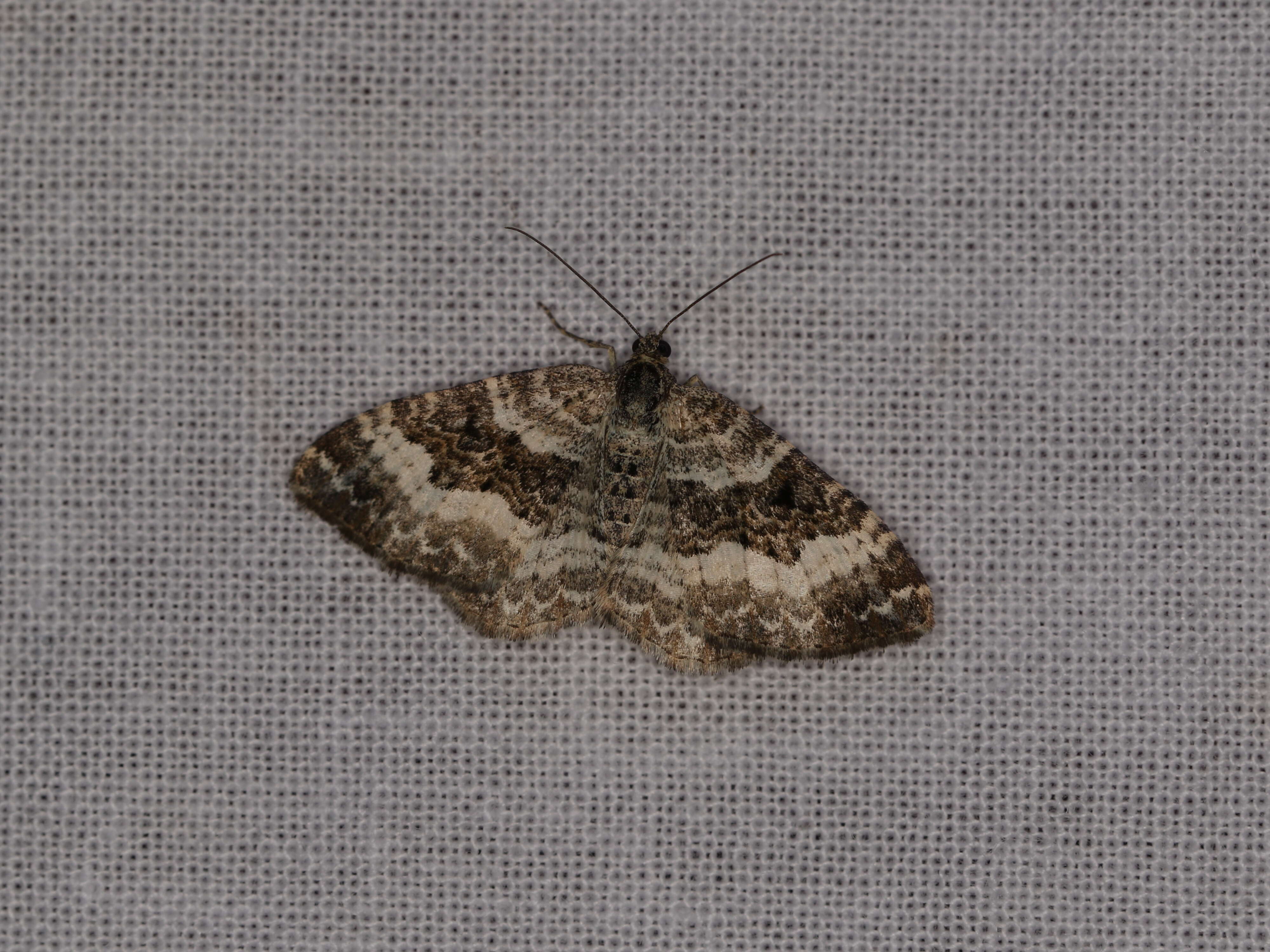 Image of common carpet