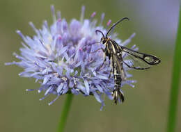 Image of Pyropteron triannuliformis (Freyer 1843)