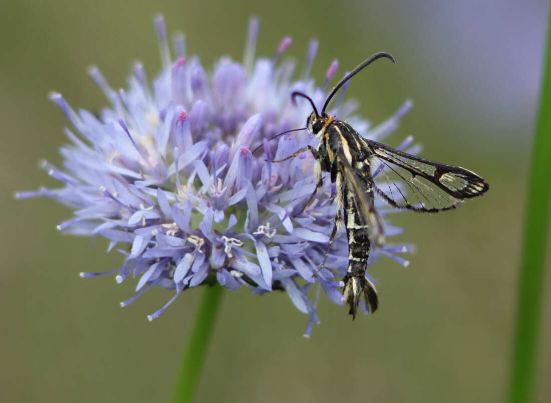 Image of Pyropteron triannuliformis (Freyer 1843)