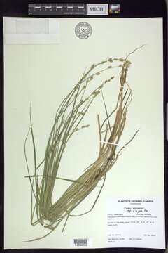 Image of silvery sedge