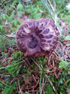 Image of Scaly tooth