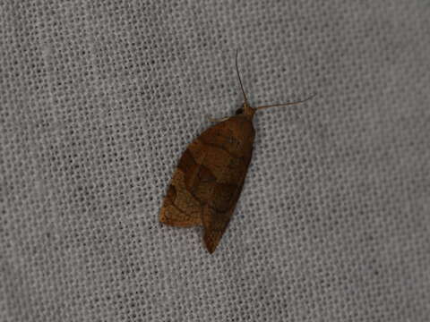 Image of barred fruit-tree tortrix