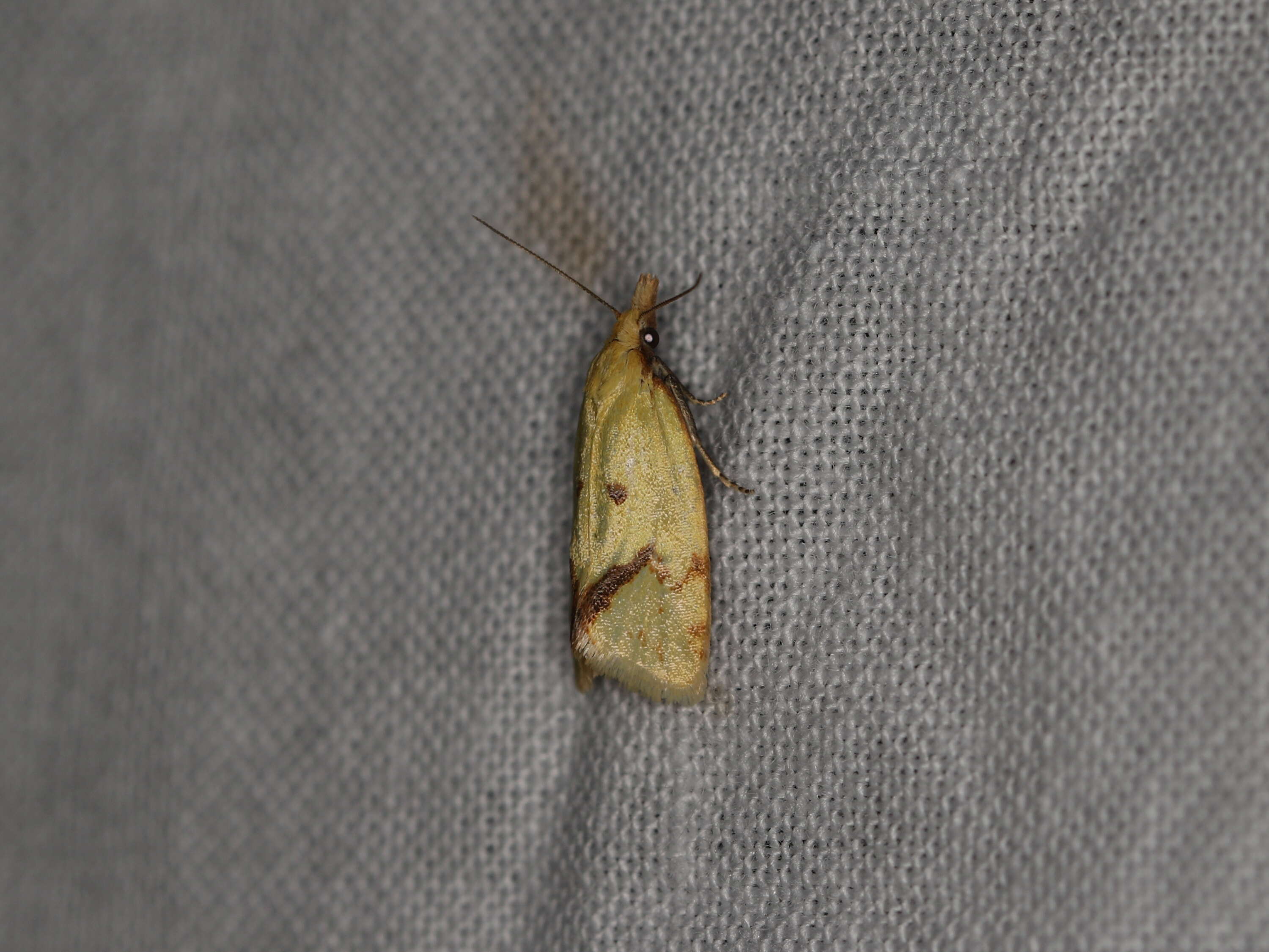 Image of Agapeta