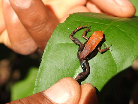 Image of Mantella ebenaui (Boettger 1880)