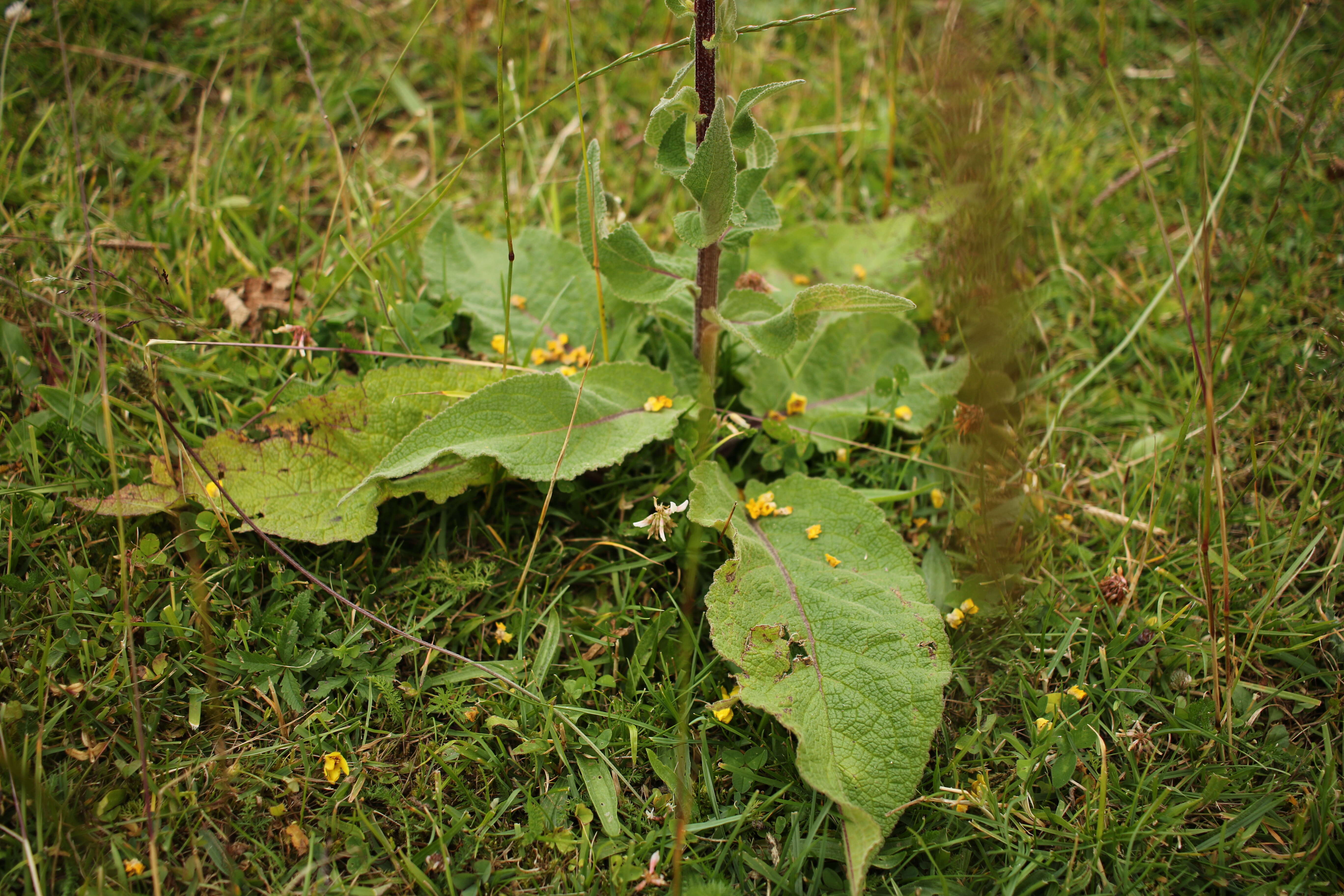 Verbascum nigrum L. resmi