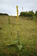 Verbascum nigrum L. resmi