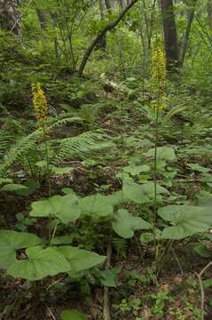 Image of Ligularia sachalinensis Nakai