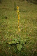 Verbascum nigrum L. resmi