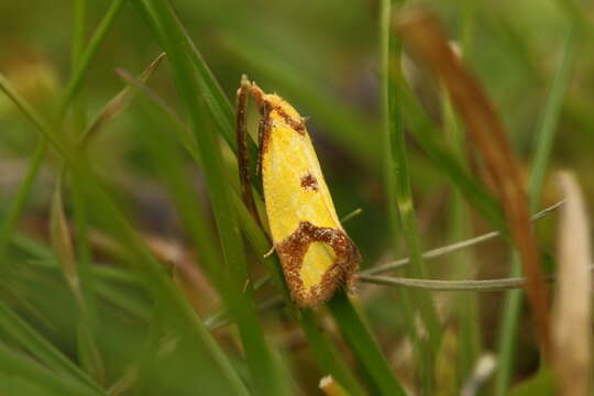 Image of Sulfur knapweed root moth