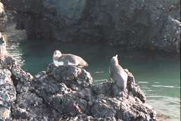 Imagem de Pinguim-das-galápagos