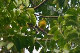 Image of Pin-tailed Green Pigeon