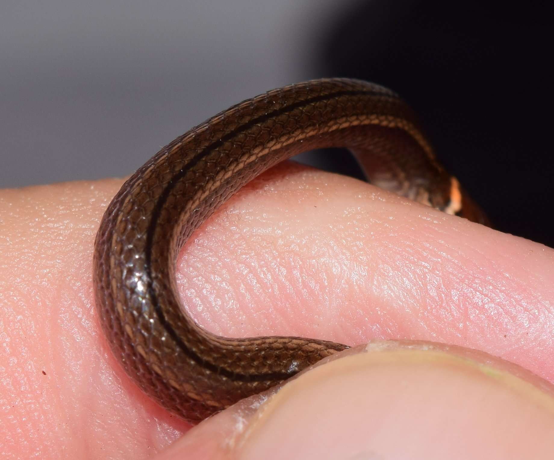 Image of Western Graceful Brown Snake