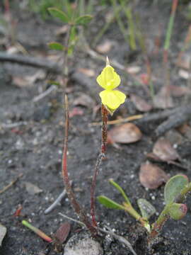 Philydrella pygmaea (R. Br.) Caruel resmi