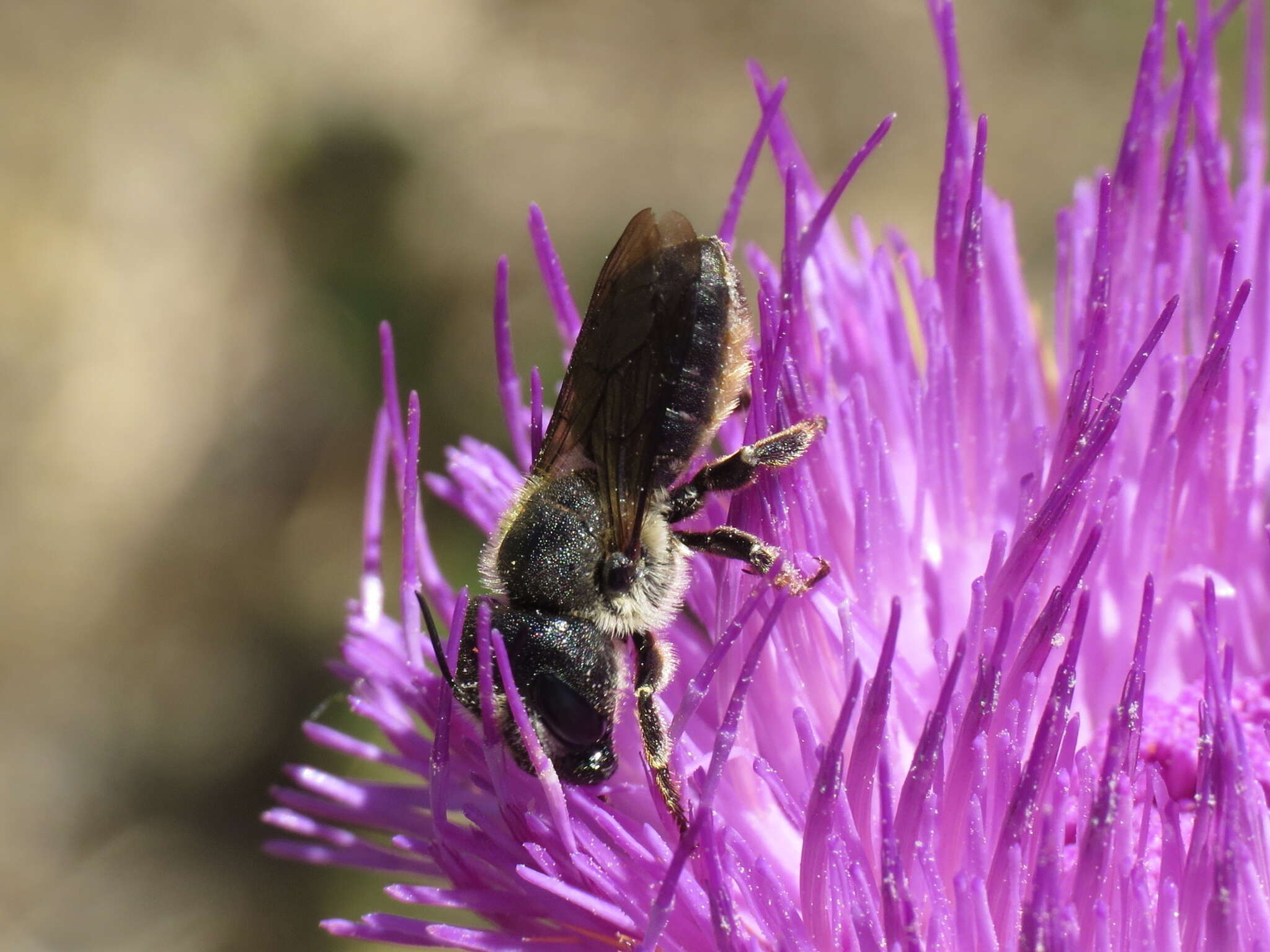 Image of Osmia dimidiata Morawitz 1870