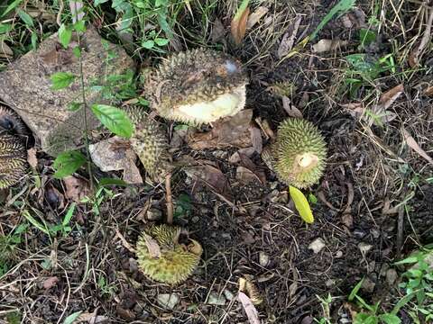 Image of durian