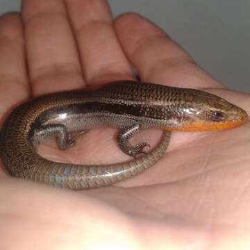 Image of Oak Forest Skink