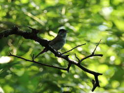 Image of Blackcap