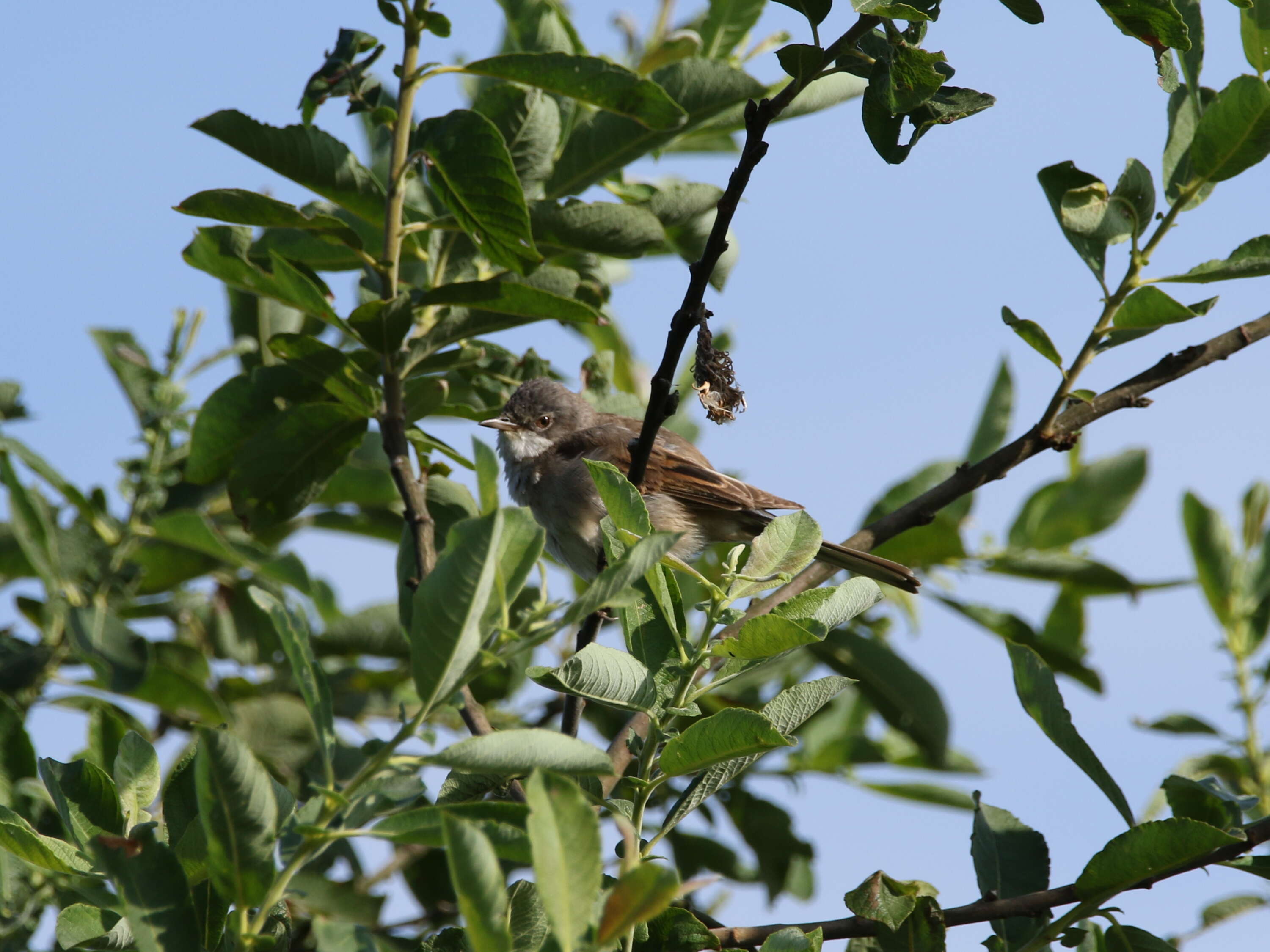 Image of Sylvia communis