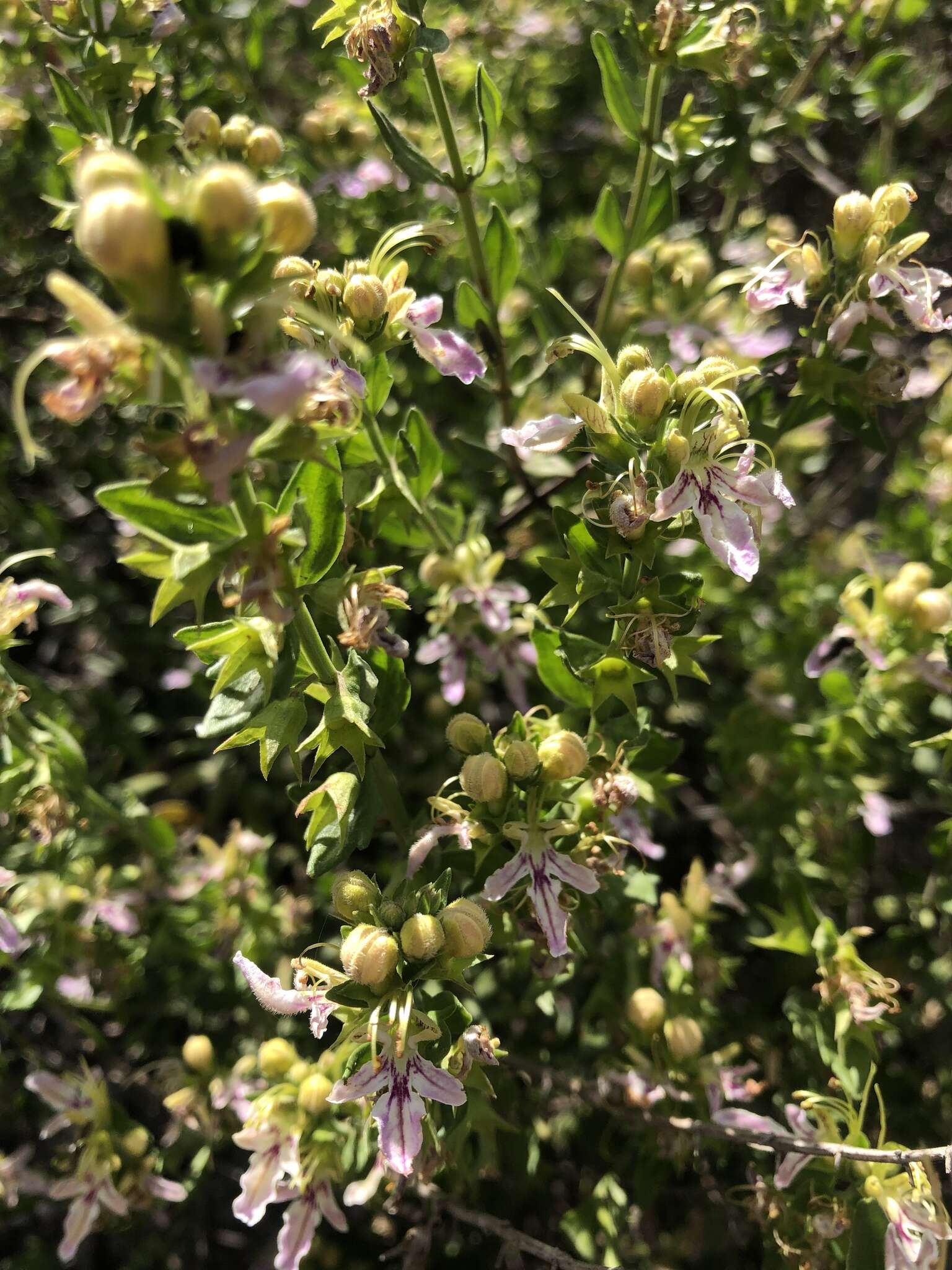 Image of Teucrium bicolor Sm.