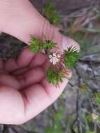 Image of Darwinia fascicularis Rudge