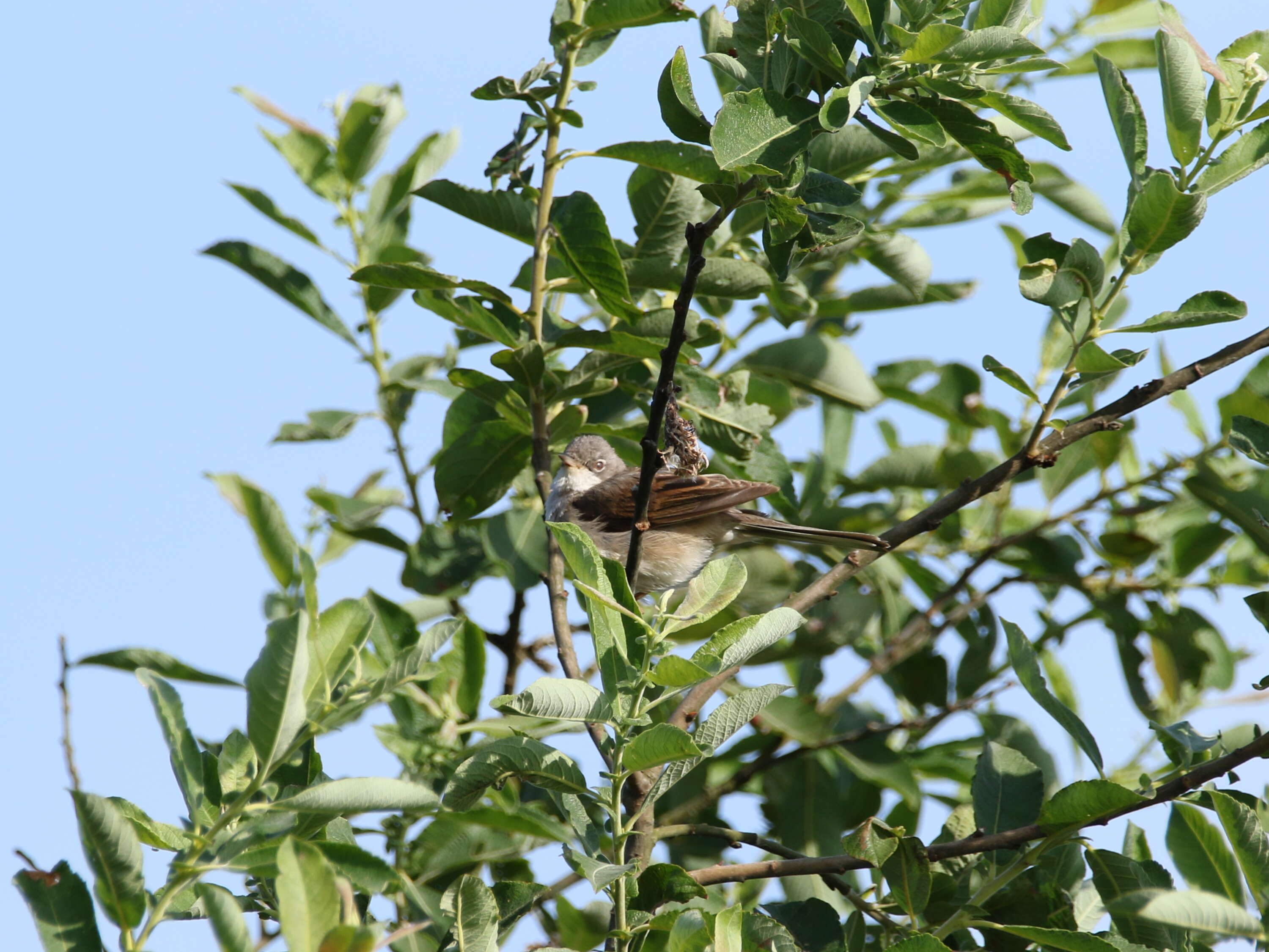 Image of Sylvia communis