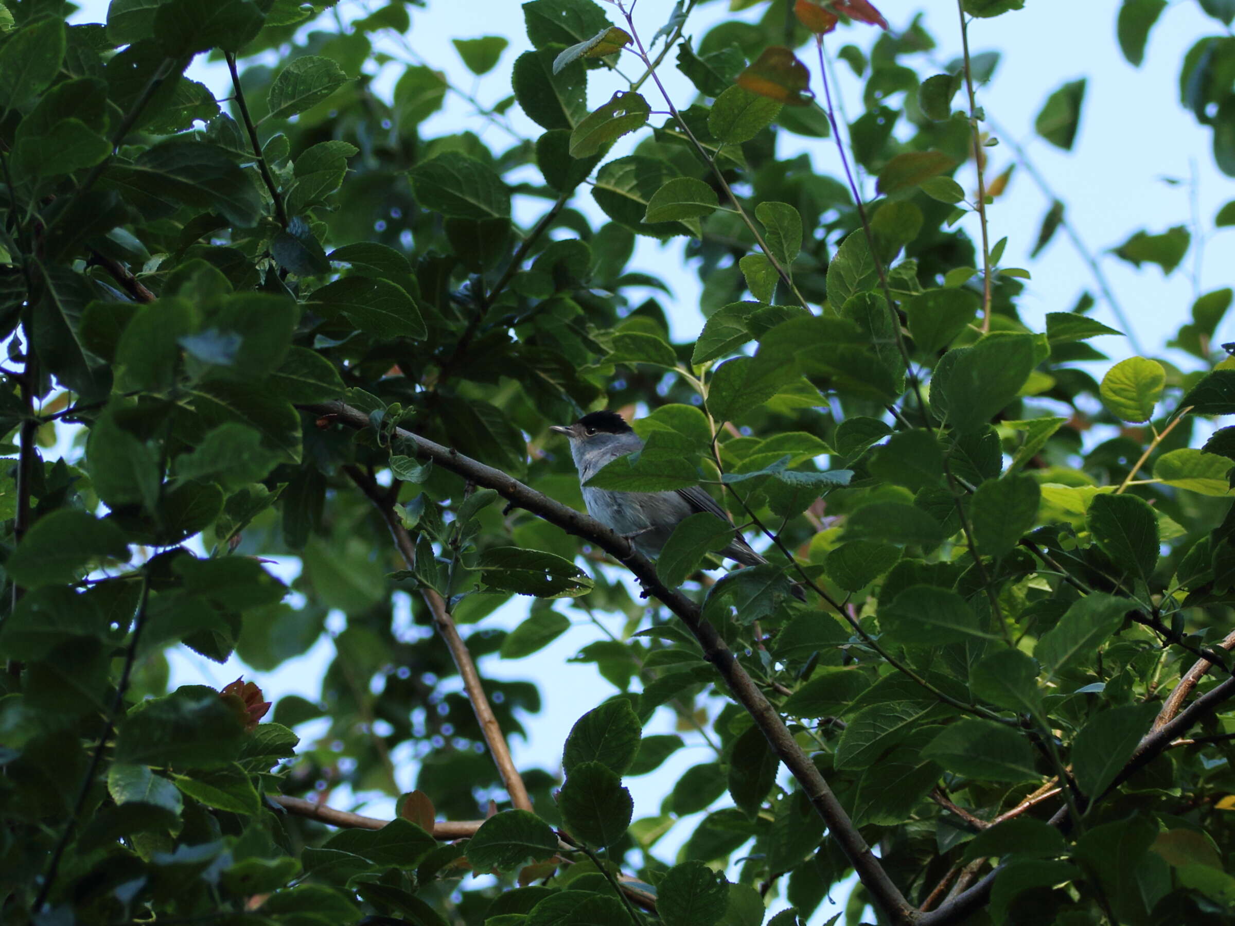 Image of Blackcap