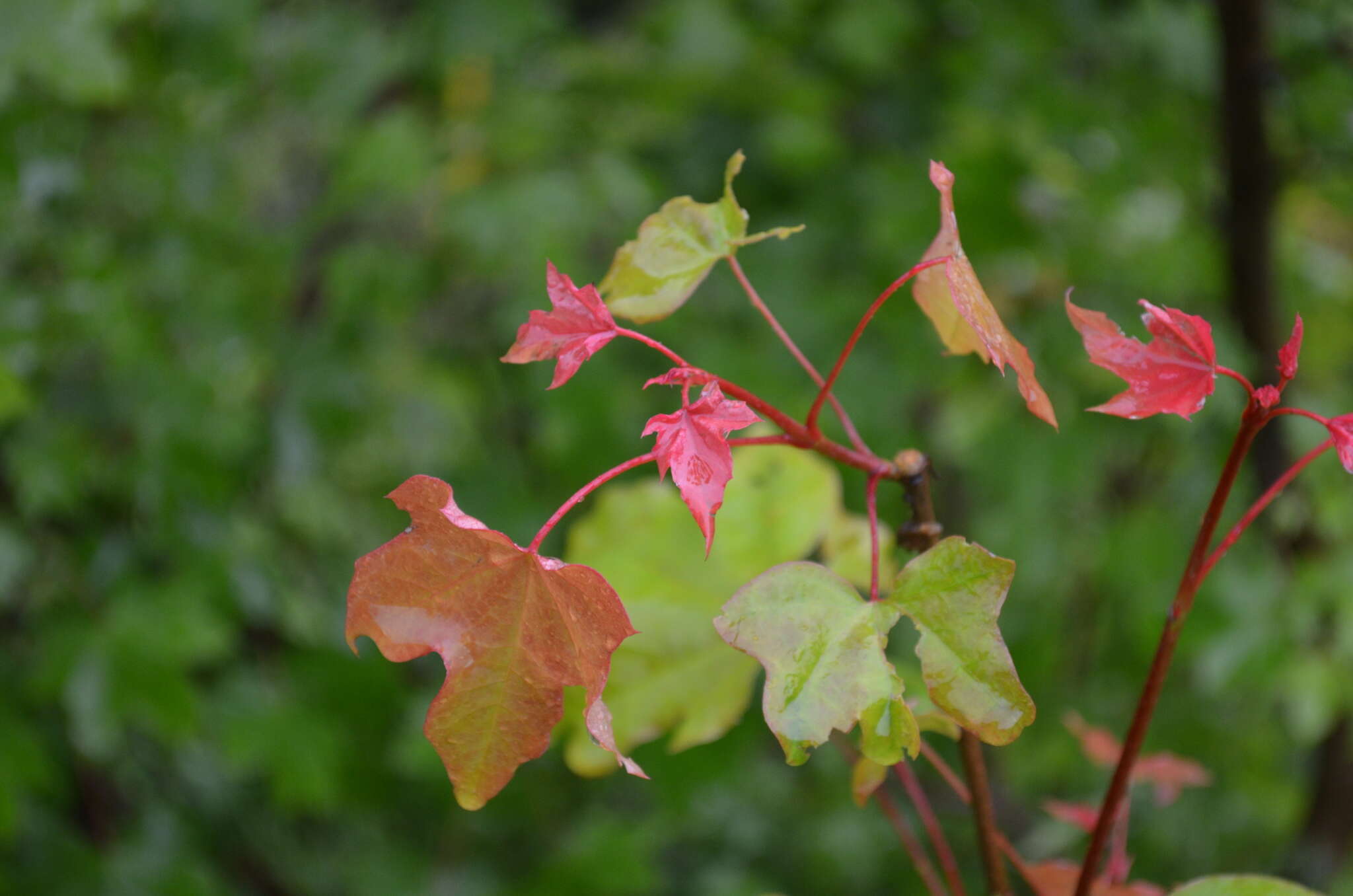 Sivun Acer platanoides subsp. turkestanicum (Pax) P. C. de Jong kuva