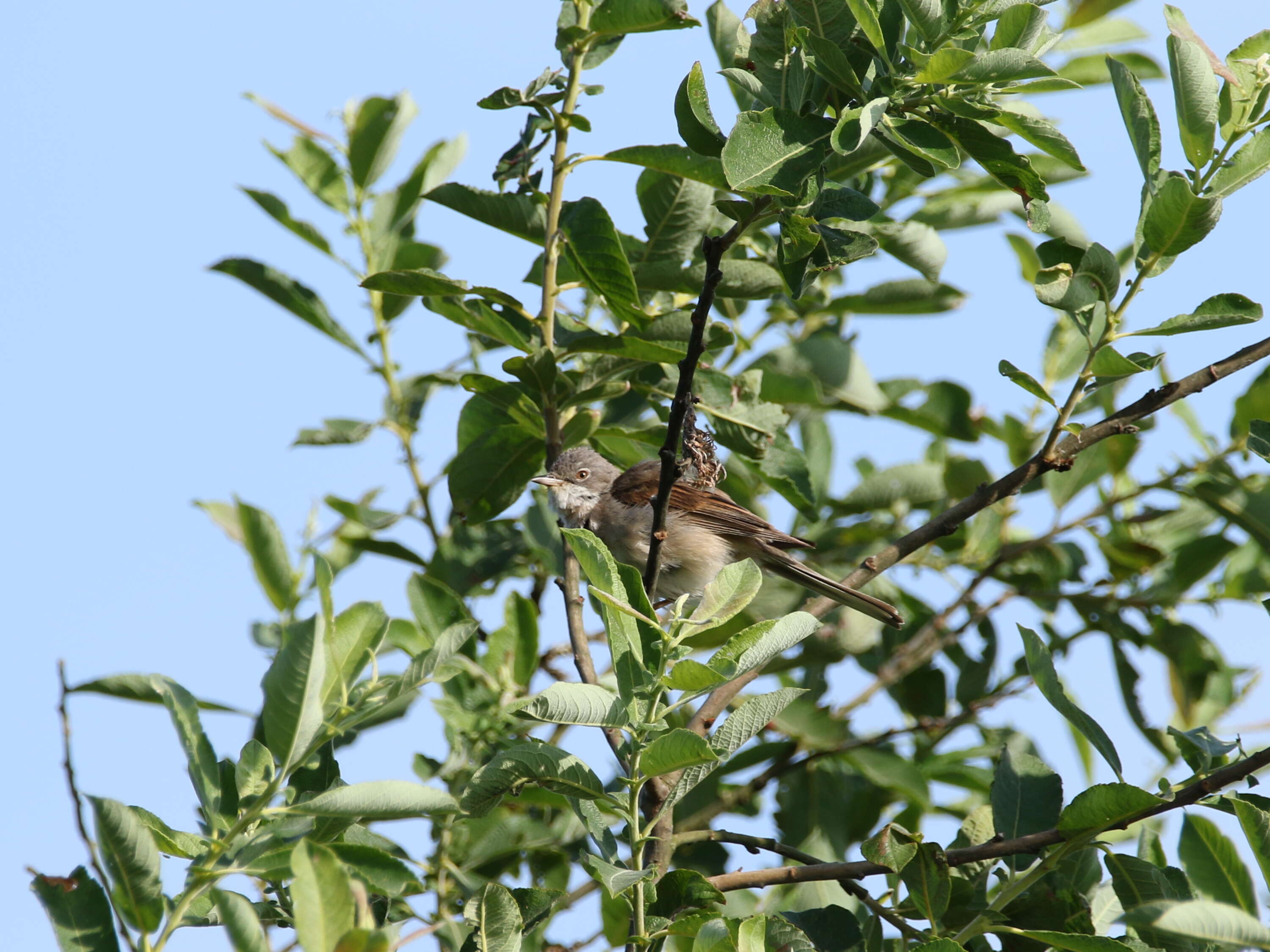 Image of Sylvia communis