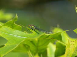 Image of red-eyed damselfly