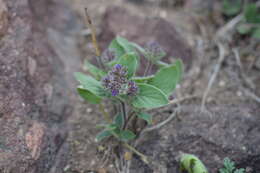 Image of Phacelia brachyantha Benth.