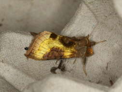 Image of burnished brass