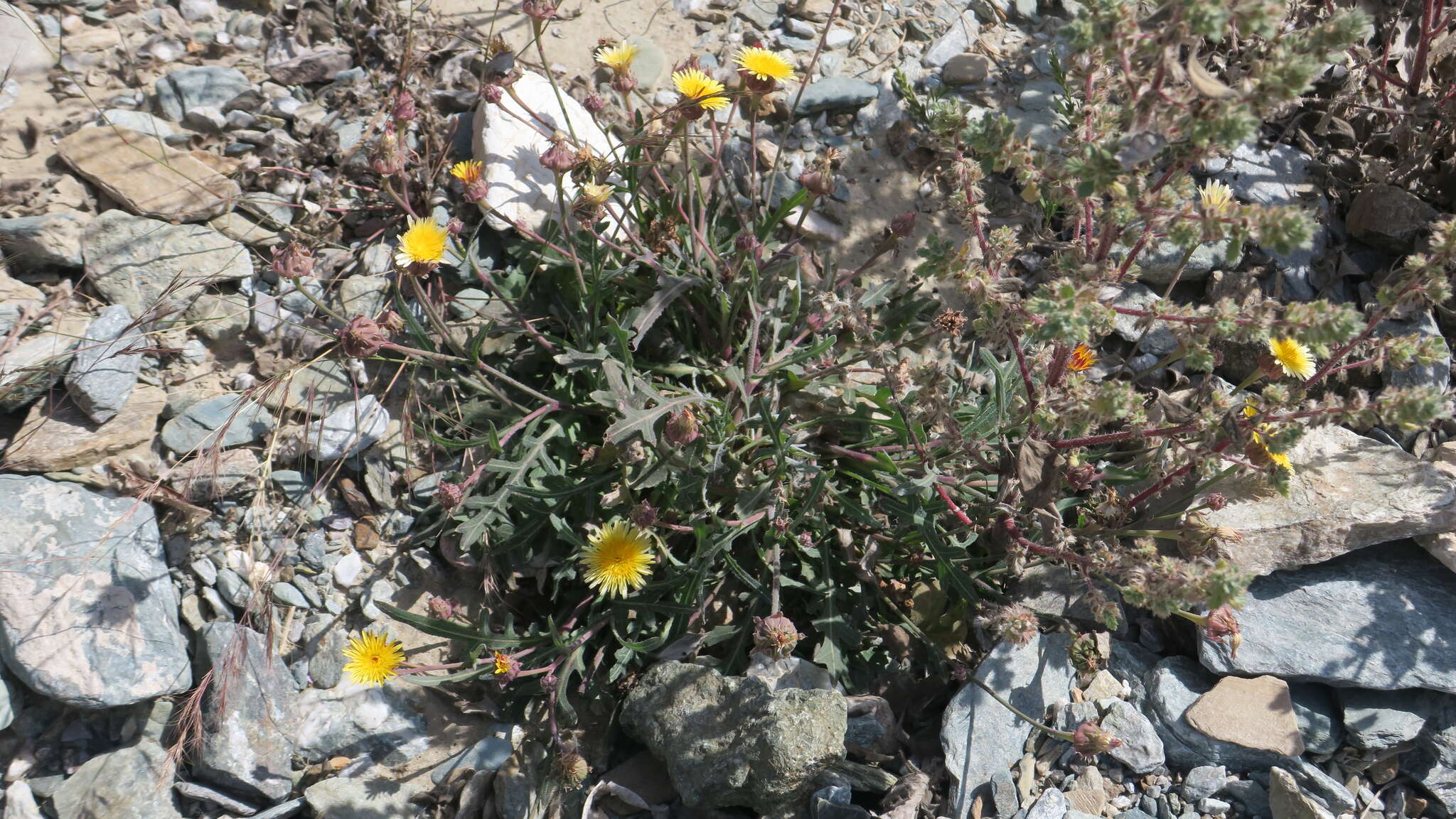 Image de Launaea capitata (Spreng.) Dandy