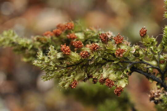 Image of Hymenophyllum tortuosum Hook. & Grev.