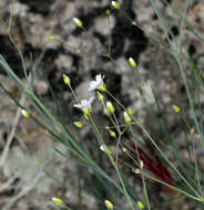 Image of Ferris' sandwort