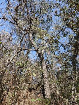 Image of Ceiba aesculifolia subsp. parvifolia (Rose) P. E. Gibbs & Semir