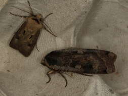 Image of Large Yellow Underwing