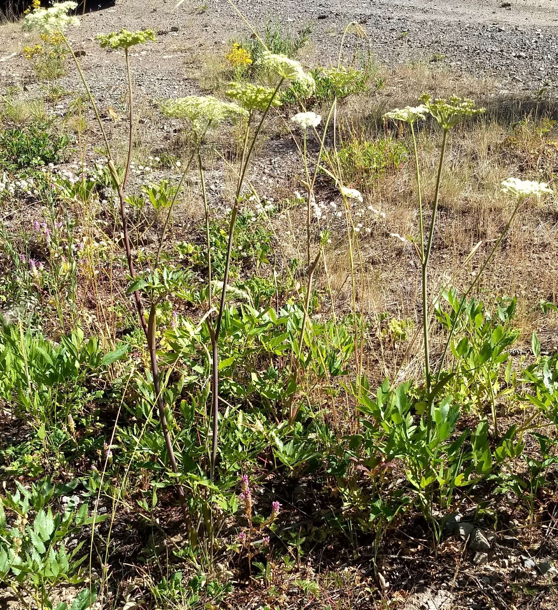 Image of Lyall's angelica