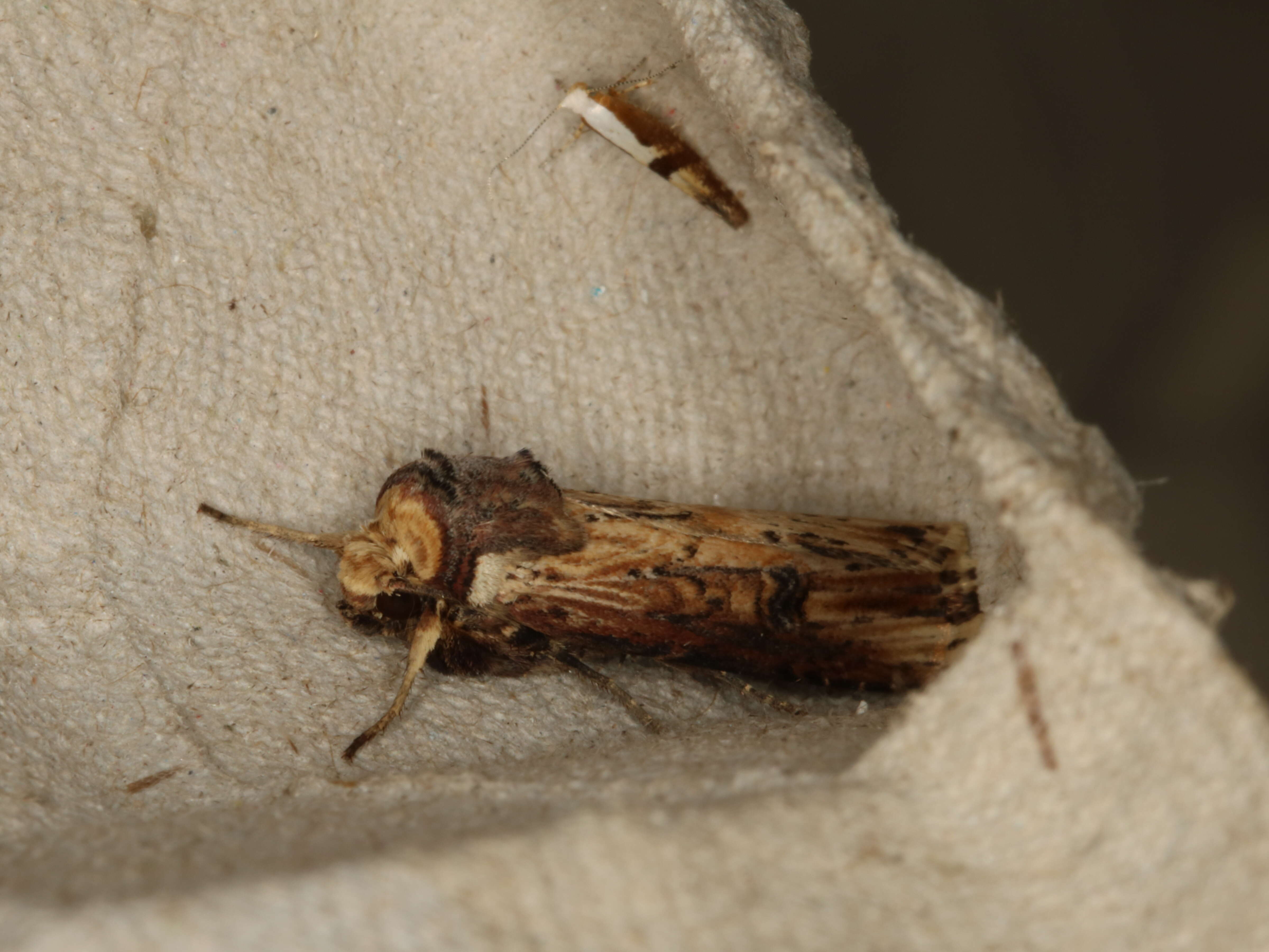 Image de noctuelle putride