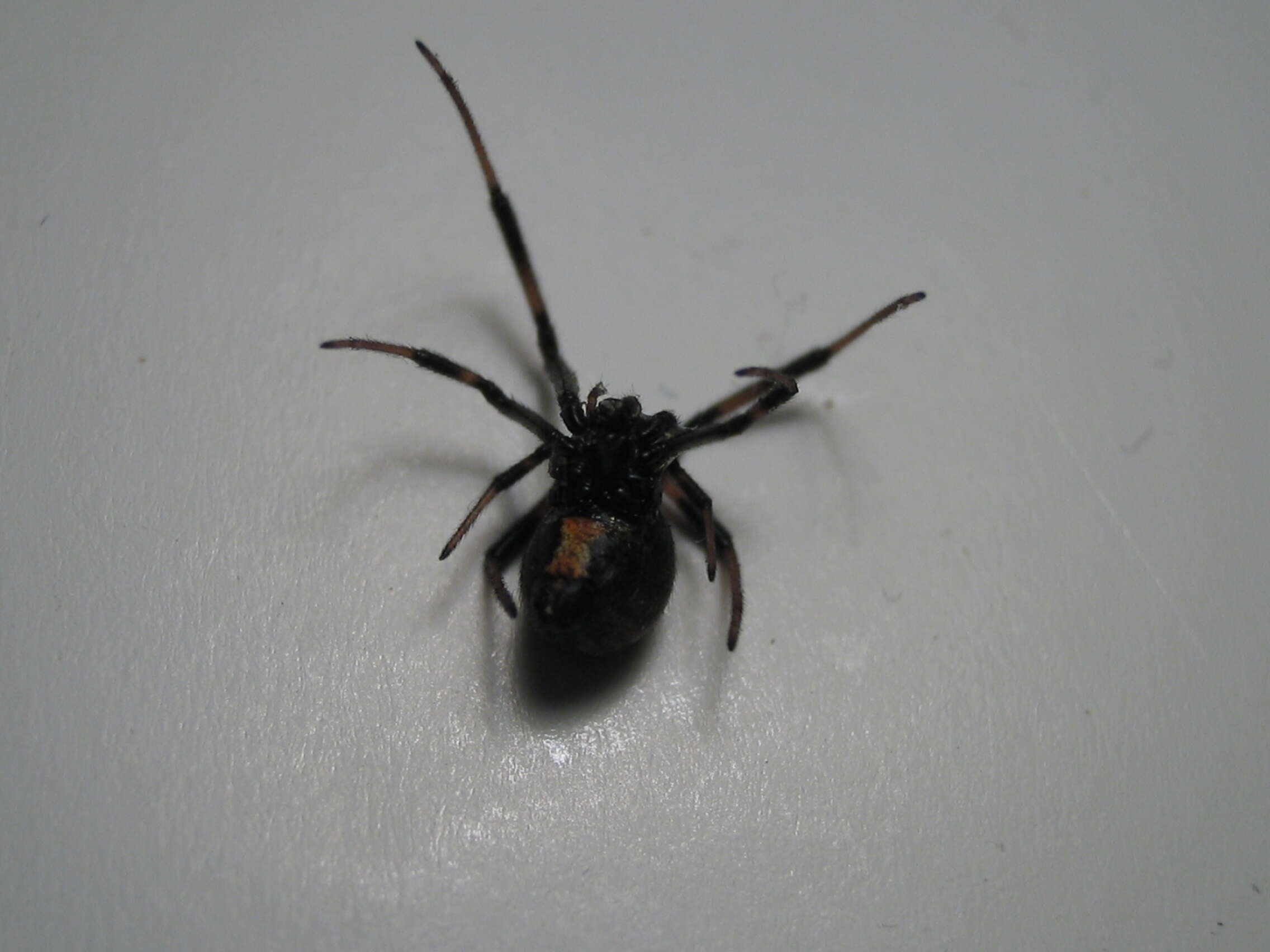 Image of Black widow spider