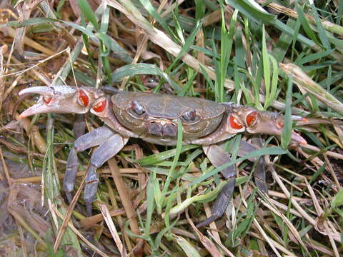 Image of Potamon ibericum (Bieberstein 1809)