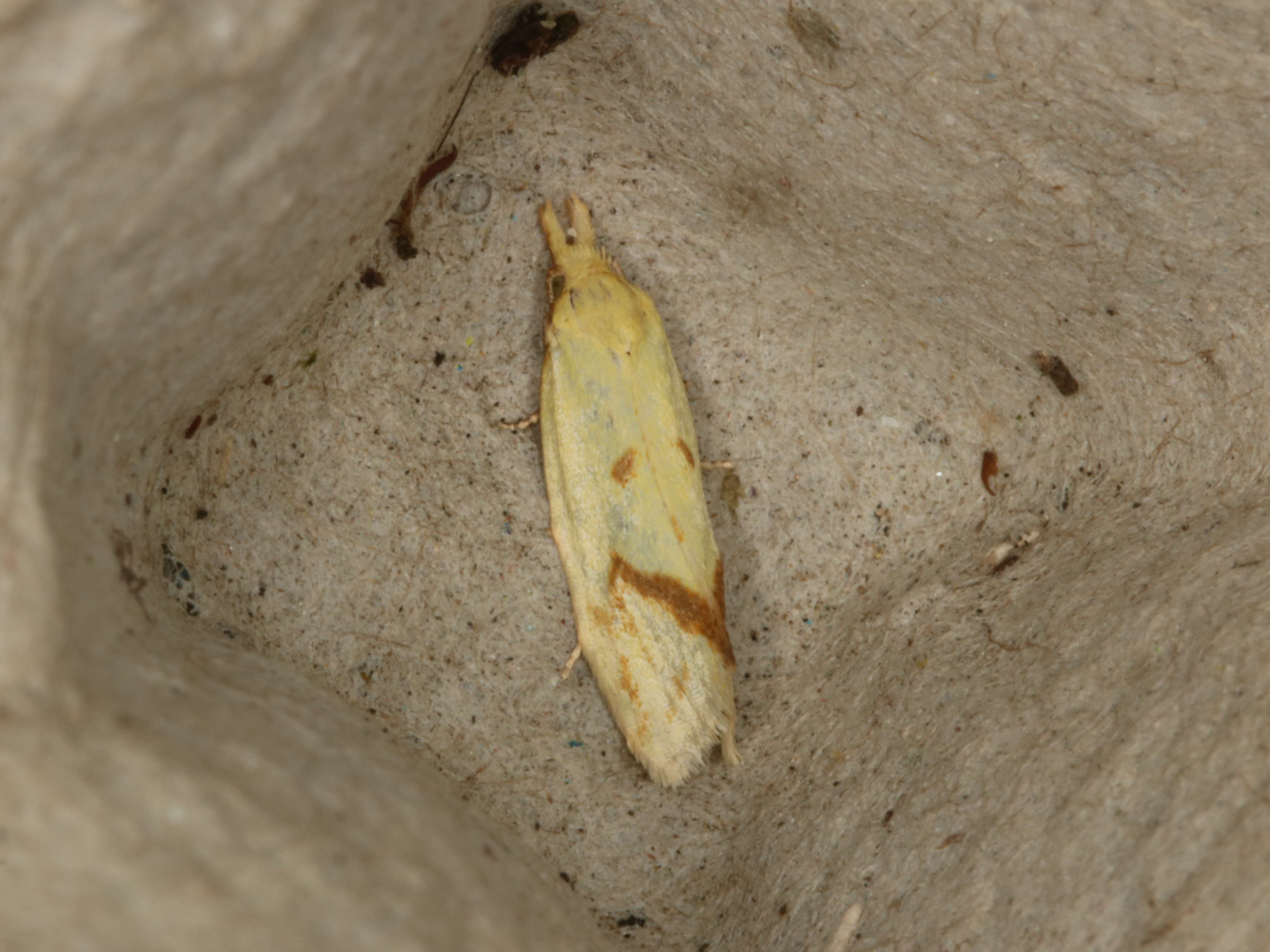 Image of Agapeta