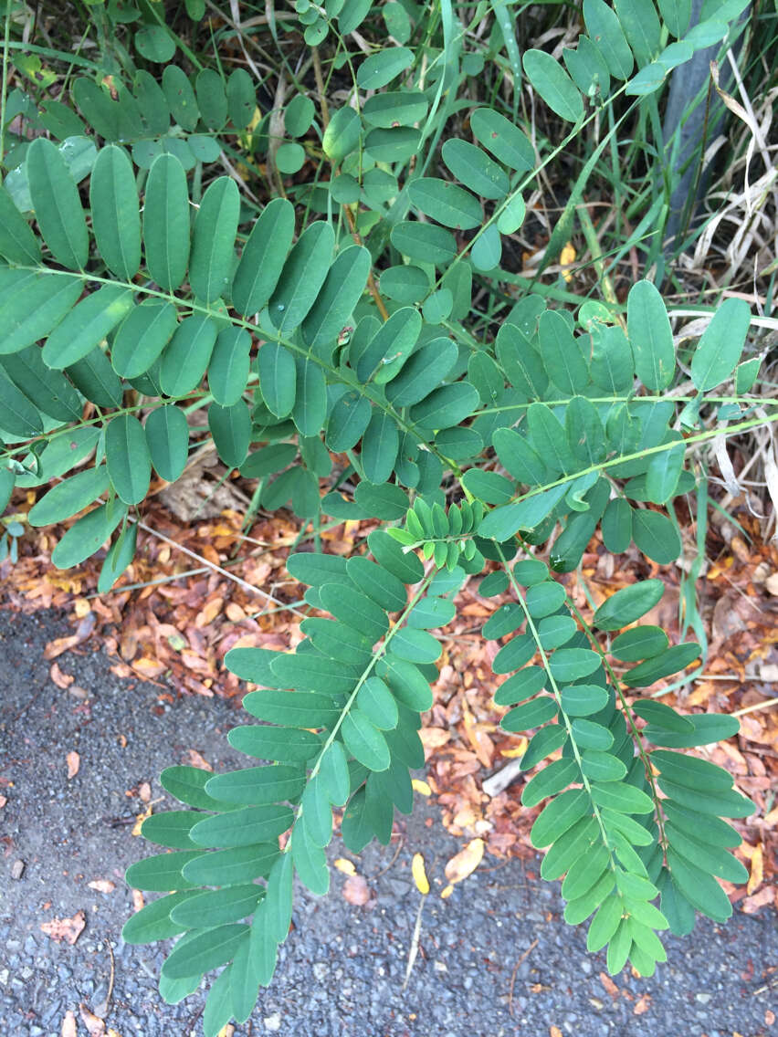 Plancia ëd Gleditsia triacanthos L.