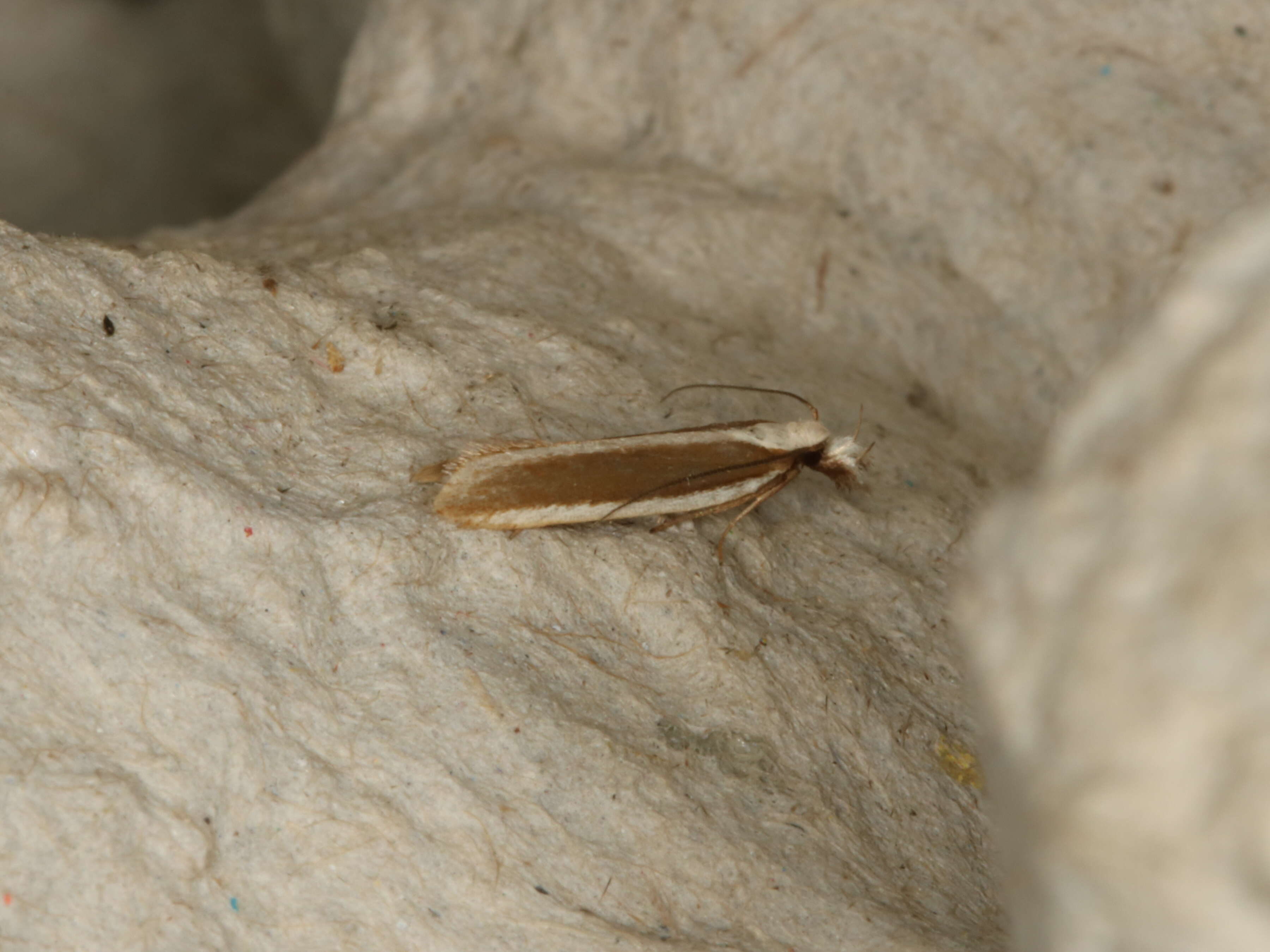 Image of Juniper webworm