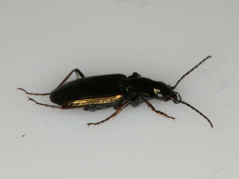 Image of Ground beetle