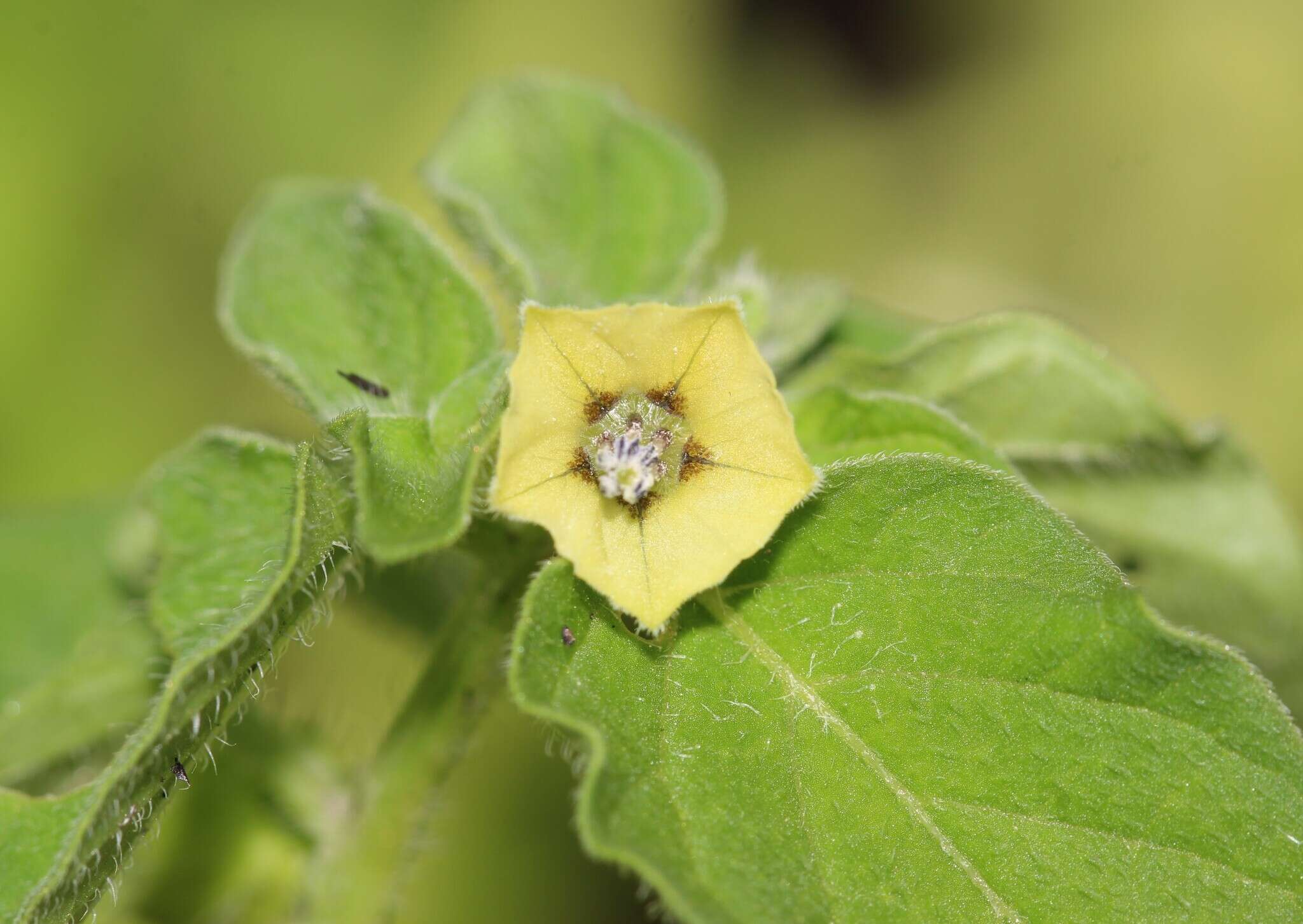 Image of Physalis ampla Waterf.