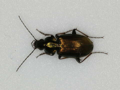 Image of Ground beetle