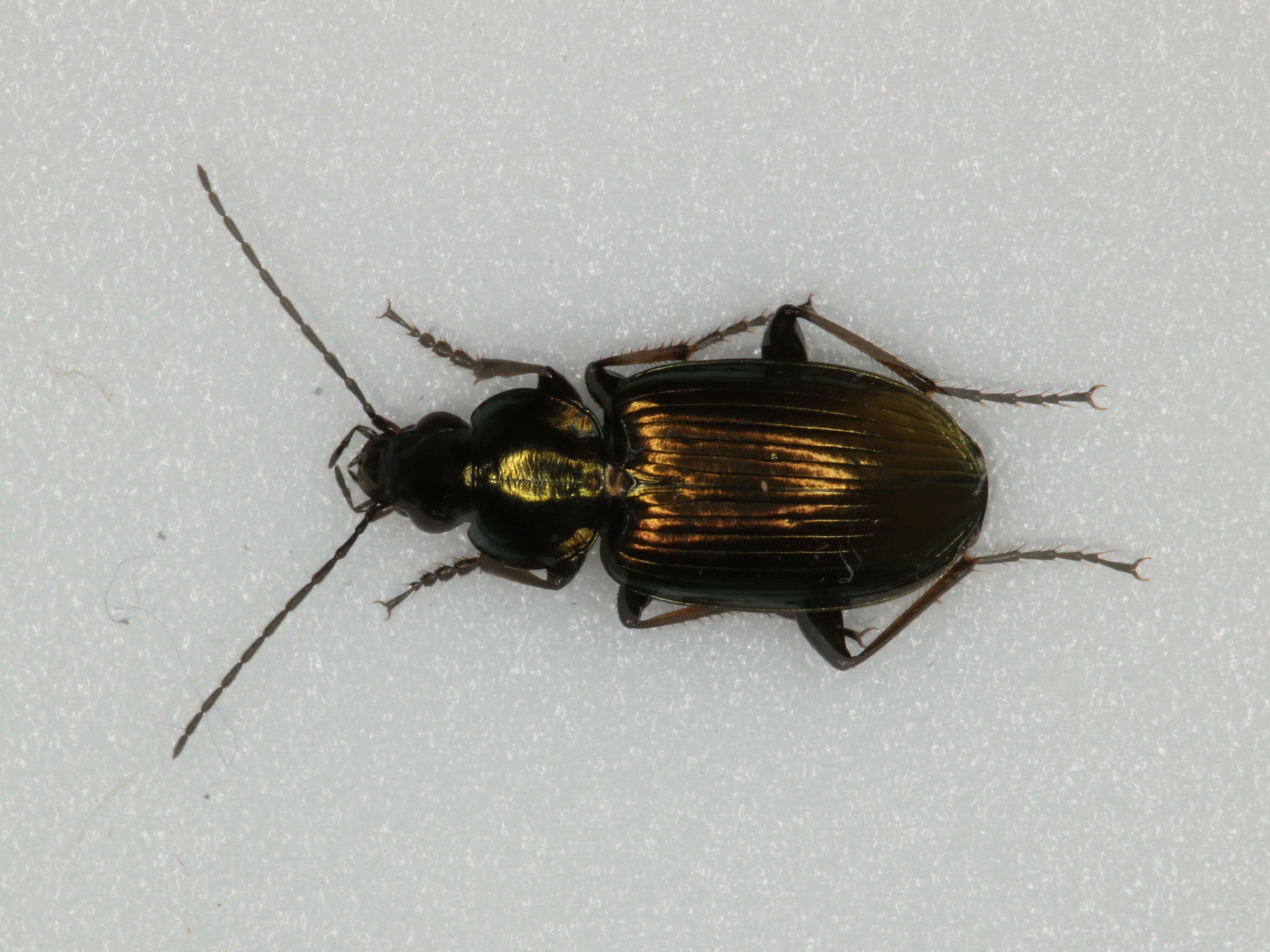 Agonum (Agonum) muelleri (Herbst 1784)的圖片