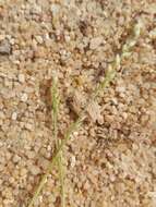 Image of desert grass