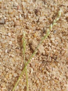 Image of desert grass